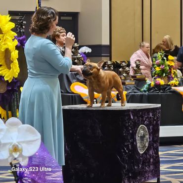 A woman showing a dog on a pedestal at a dog show event.