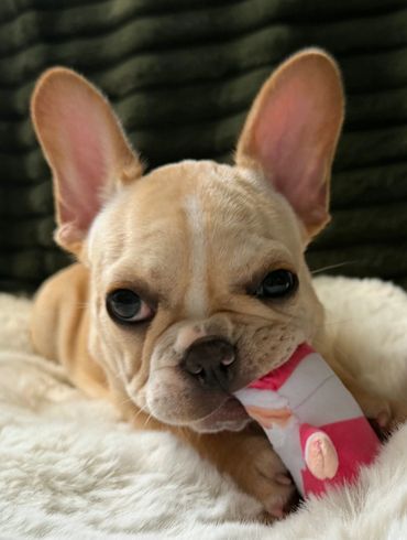 Close-up of a French Bulldog puppy chewing a pink and white toy on a fluffy blanket.