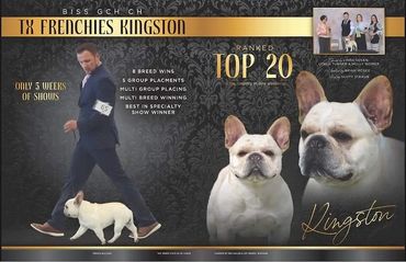 Champion French Bulldog named TX Frenchies Kingston ranked Top 20.