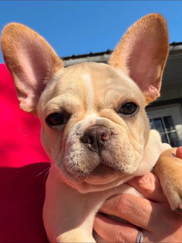 Close-up of a light tan French Bulldog puppy being held outdoors.
