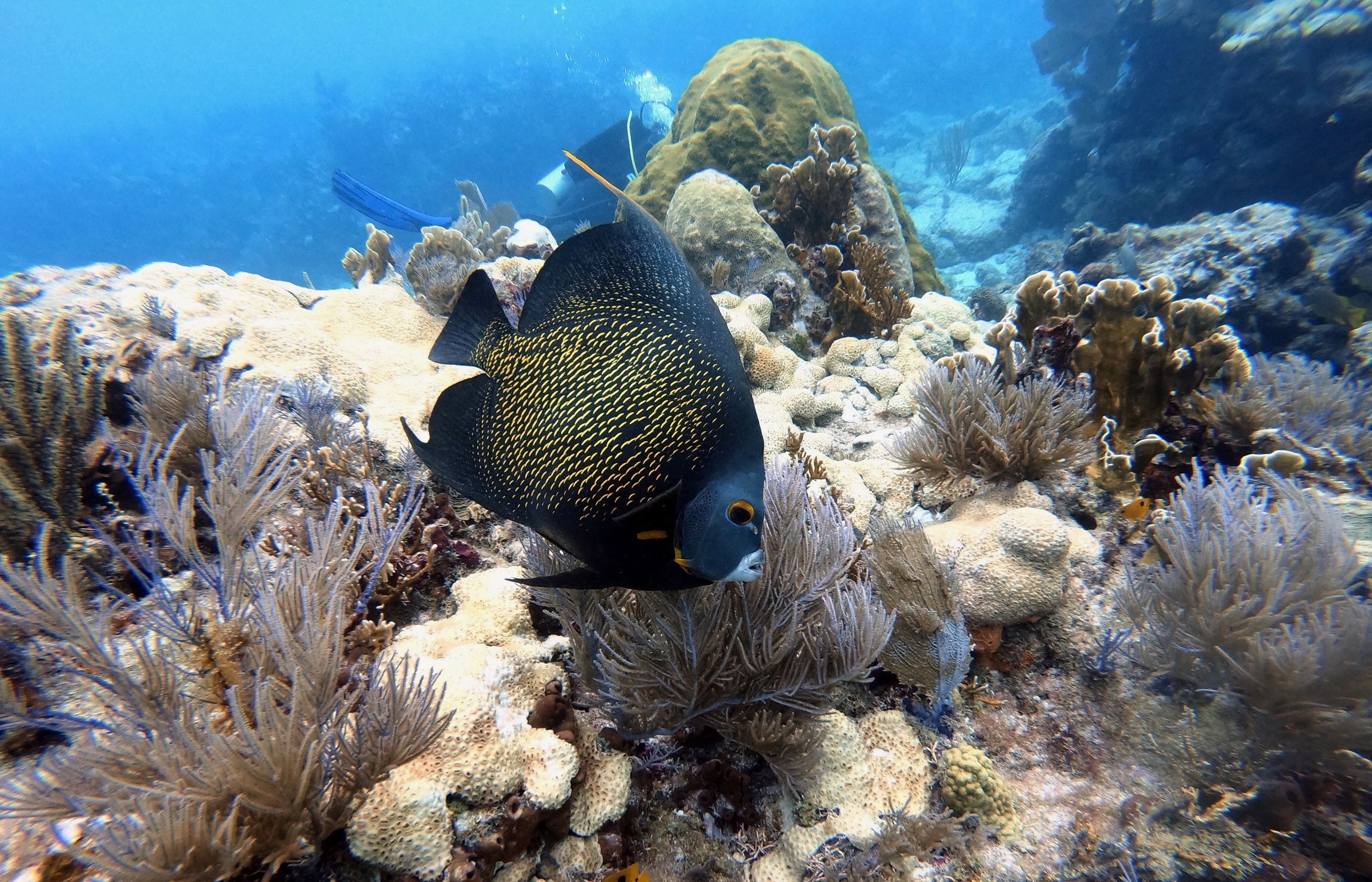 Jaw Dropping Ocean Dwellers: Egg Laying & Full Of Bones! - 7zaqgi4