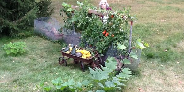Elderly woman in garden with a wagon full of squash and tomato plants.