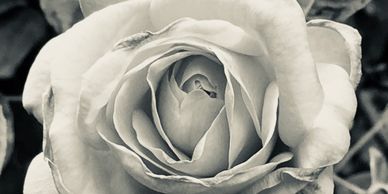 SEPIA ROSE