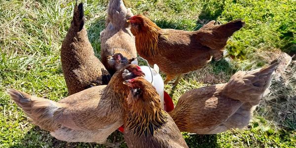 Chickens grazing in a rotational pasture system