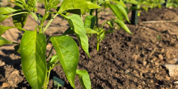 Vegetable garden at Britton Farm in Chester County, Pennsylvania