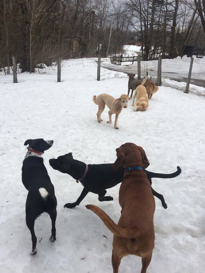 Dogs playing nicely together outside in the doggy daycare pen in the winter. 