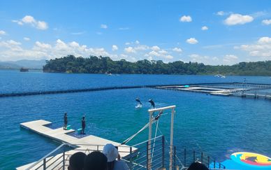 Dolphins leap gracefully out of the water during a live show at Ocean Adventure in SBMA, creating an exciting and memorable experience for visitors. The image captures the thrill of marine encounters enjoyed by travelers who book your vacation, explore Expedia travel plans, and travel to the Philippines for fun and adventure.