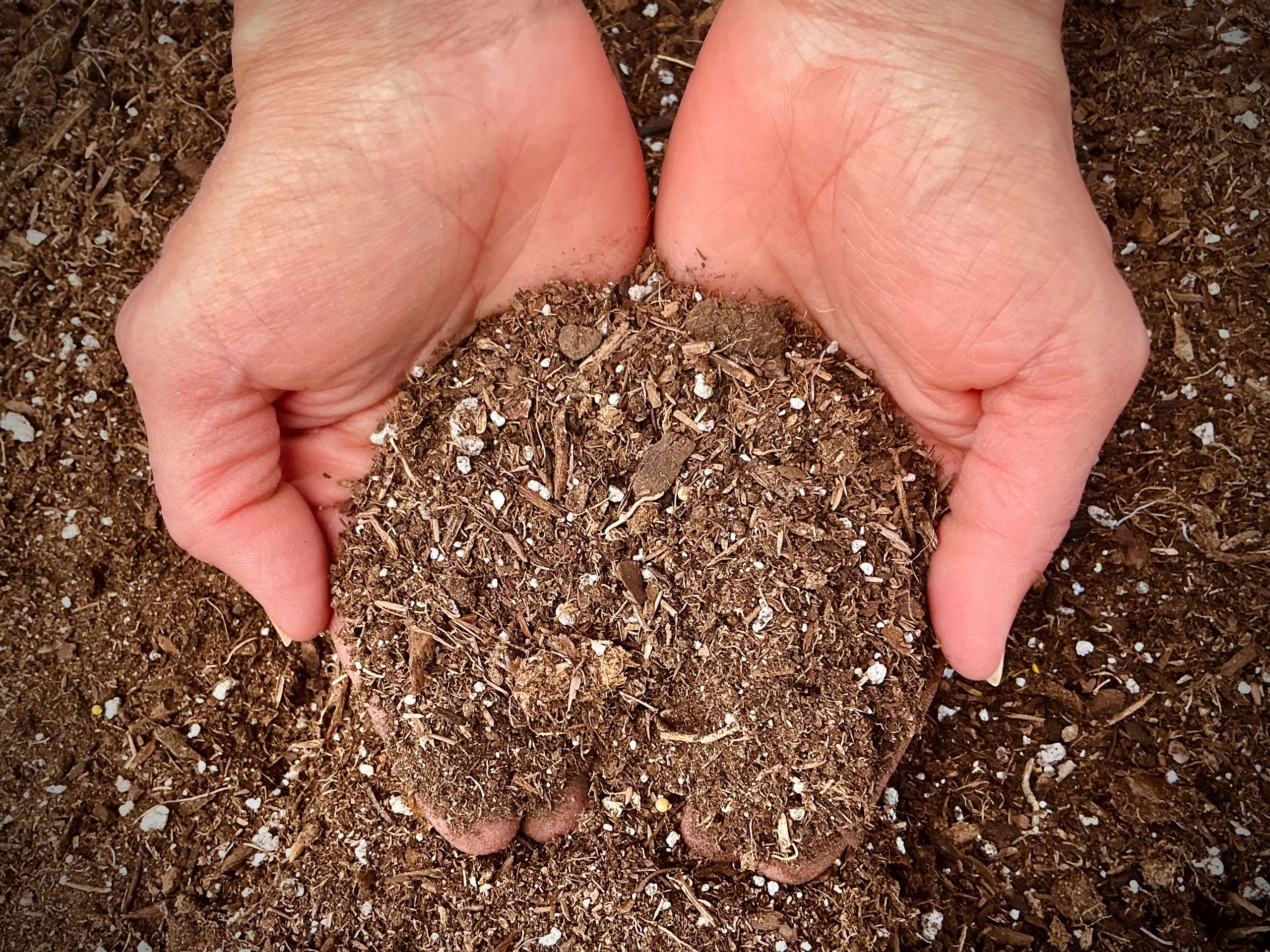 Hands holding rich, organic soil with visible texture and small white particles.
