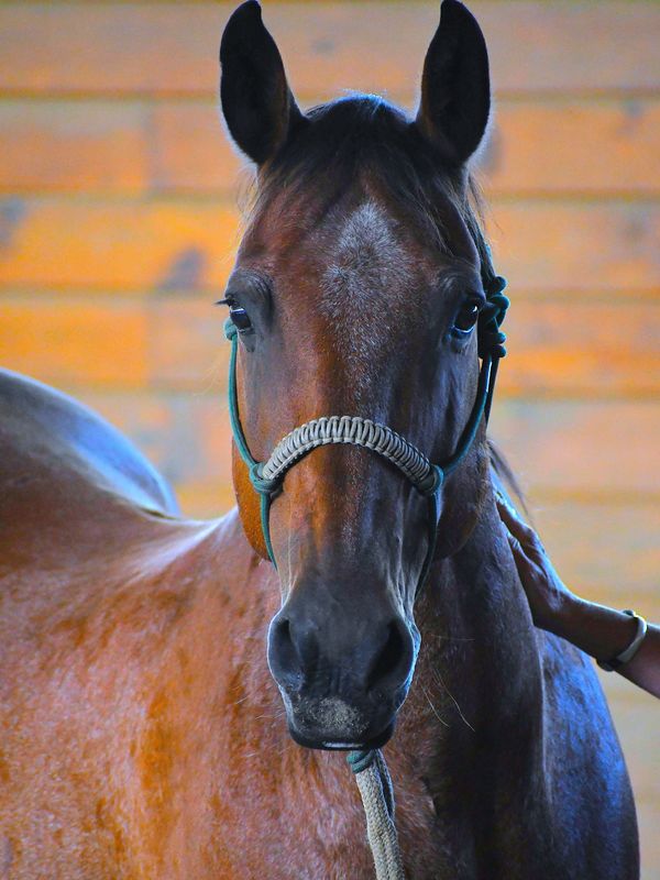 Close-up of a brown horse with a halter.