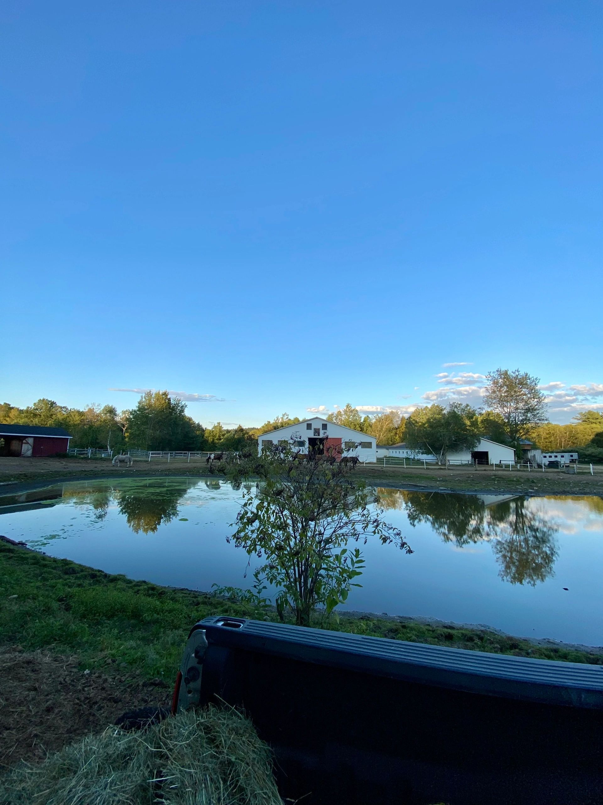 A peaceful farm with a pond, horses, and barns under a clear blue sky.