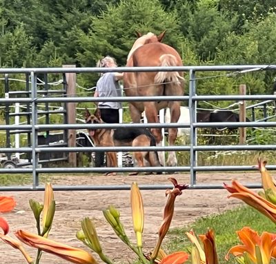 Person tending to a horse and dogs behind a metal gate with flowers in the foreground.