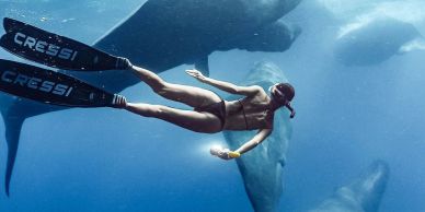Diver swims near whales underwater.