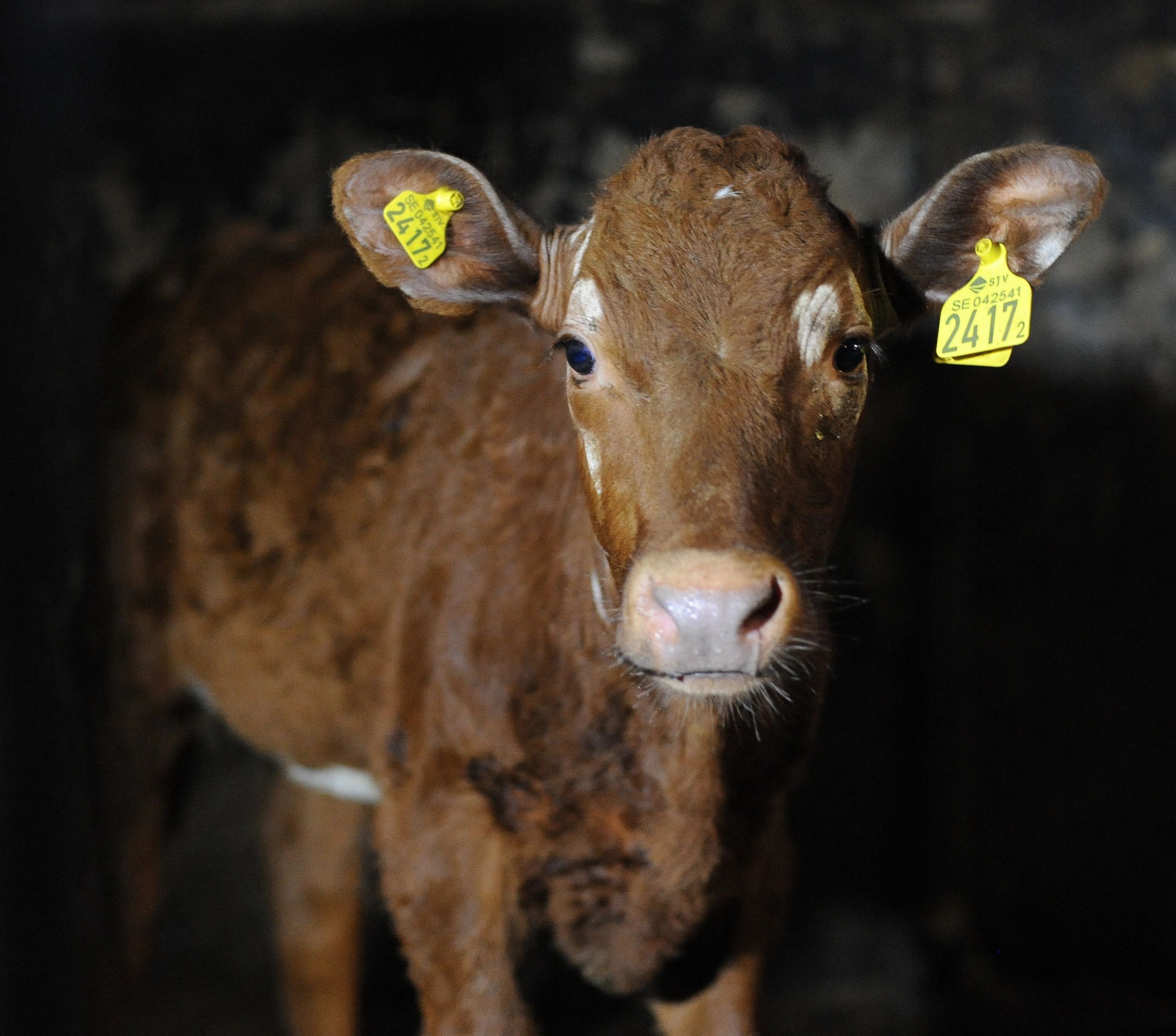 Cows Rights Animal Rights & Vegan Advocacy in PA