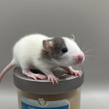 baby brown and white rat