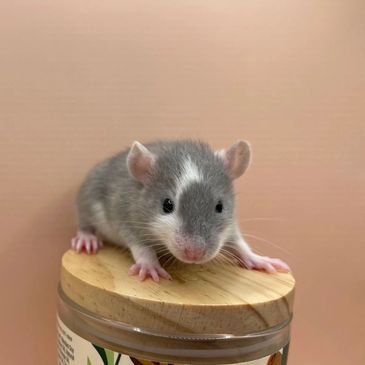 baby blue rat