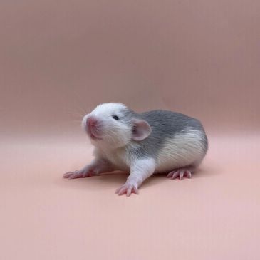 baby blue roan dumbo rat