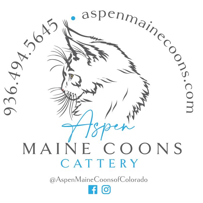 Aspen Maine Coons - Maine Coons, About Cats