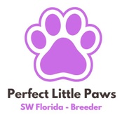 Perfect Little Paws - Florida Breeder