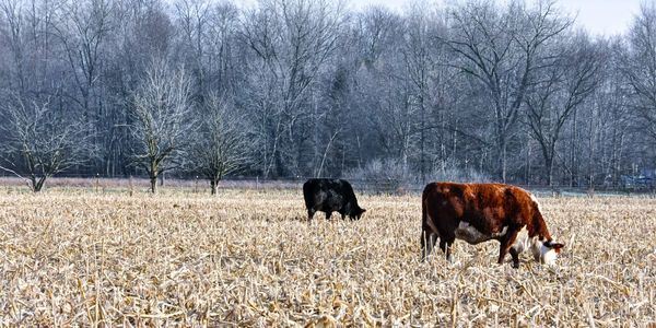 What can you buy?
Beef Sides (1/4, 1/2 and whole)