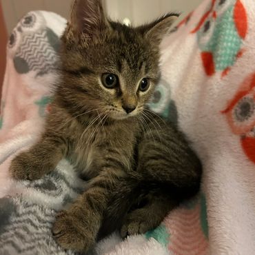 A fluffy tabby kitten resting on a colorful blanket.