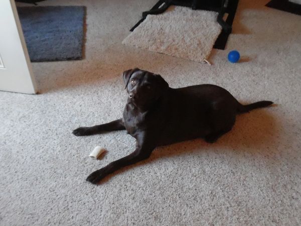 A dog lying on carpet