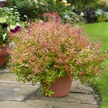 A lush potted shrub with green and pink leaves sits on a stone patio.