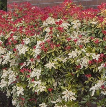 Shrub with green leaves, red shoots, and clusters of white flowers by a brick wall.