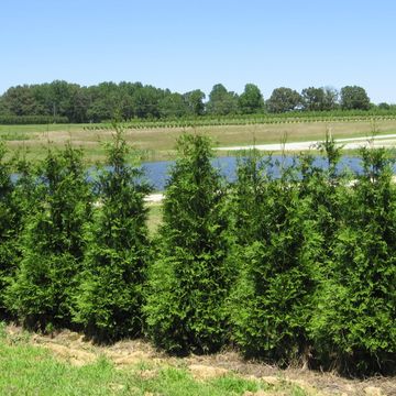 Row of green evergreen trees by a pond in a rural landscape under clear blue sky.