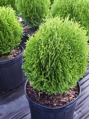 Small green shrubs in black pots on a nursery floor.