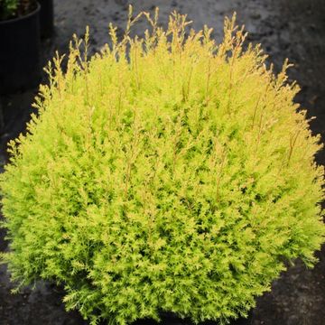 A vibrant yellow-green bush with fine, needle-like leaves in a round shape.
