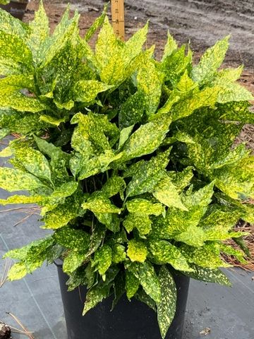 A vibrant variegated green plant in a black pot outdoors.