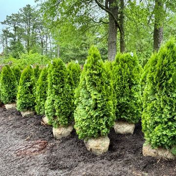Row of freshly dug evergreen trees ready for planting.