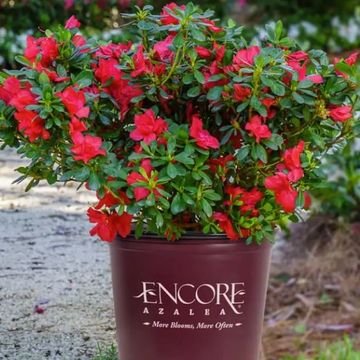 Potted Encore Azalea with vibrant red flowers and lush green leaves outdoors.