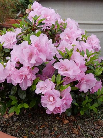 A pot of vibrant pink azalea flowers in full bloom.