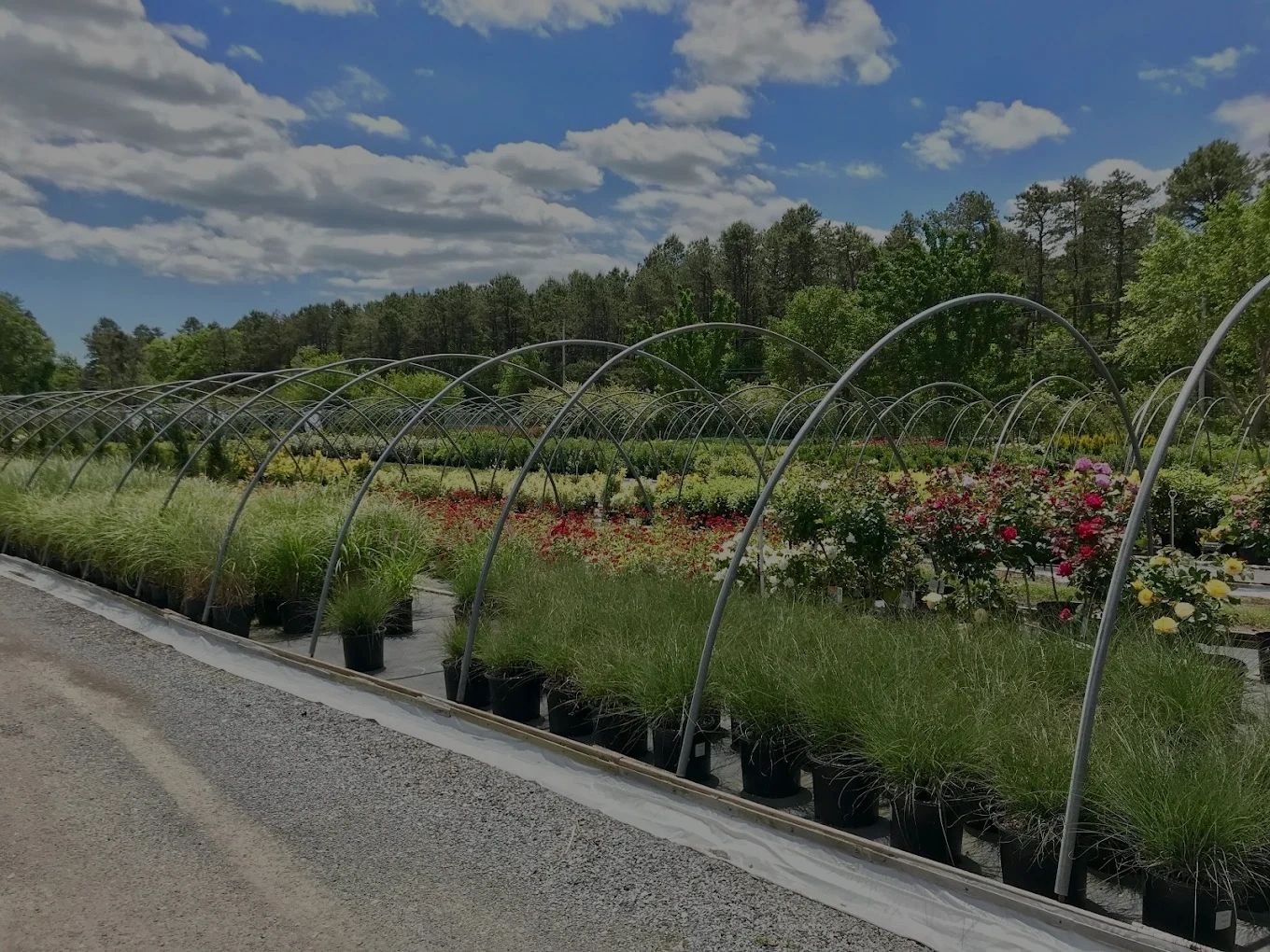 Home | Galloway Nursery - Your Local Plant Experts