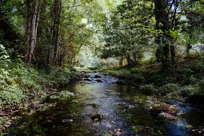 A Wooded creek winds between scenic cliffs and meadow along the trail.