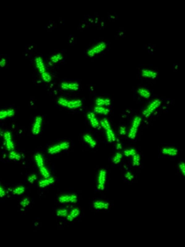 Fluorescent green rod-shaped bacteria under a black background.