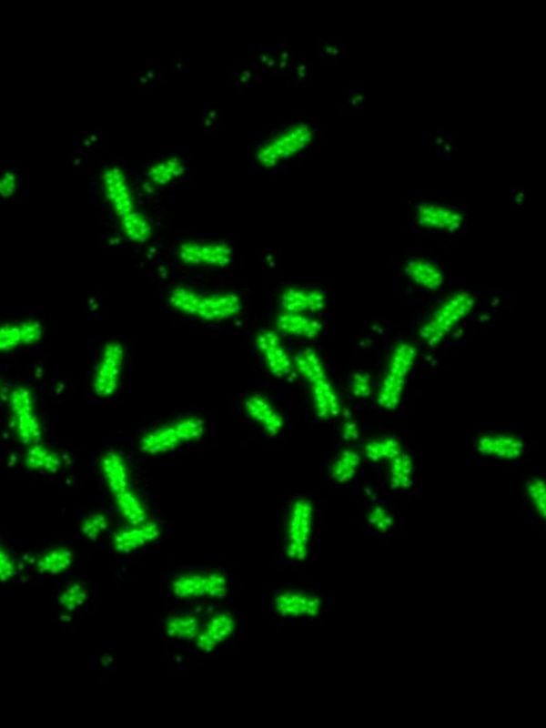 Fluorescent green rod-shaped bacteria under a black background.