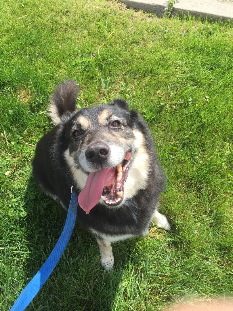 vca brighton animal hospital