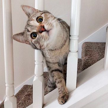 A gray and beige tabby cat looking out curiously from a staircase.  Pet sitting Brighton, MI.