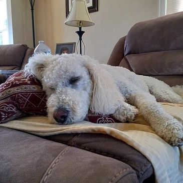 White labradoodle sleeping on a couch, overnights Pinckney MI