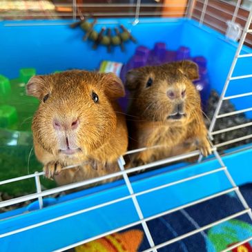 Two Guinea Pigs at the front of their cage waiting for food, pet sitting Pinckney MI