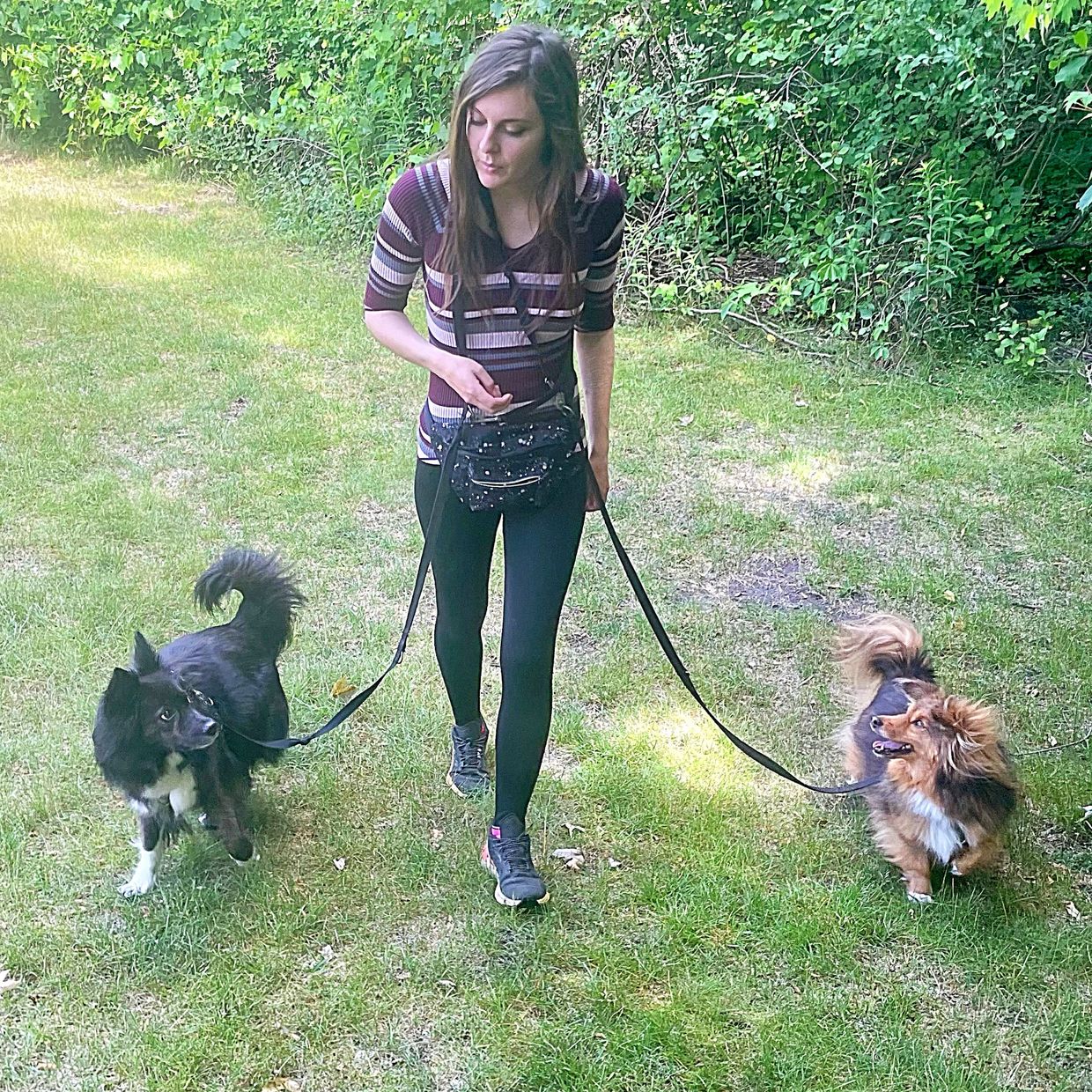 Certified Dog Trainer walking with two dogs. 