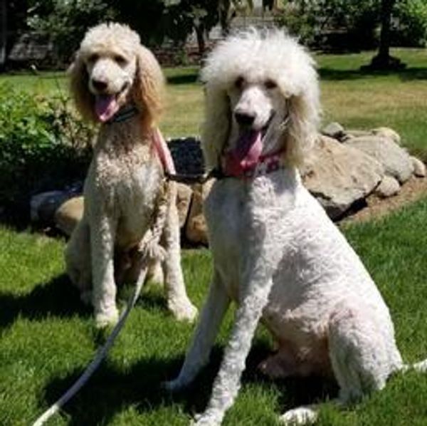 Two standard poodles with their tongues out sitting on the grass on a sunny day.  Pinckney, MI.