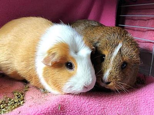 One light brown and one dark brown guinea pig huddled together on a pink blanket, pet sitting