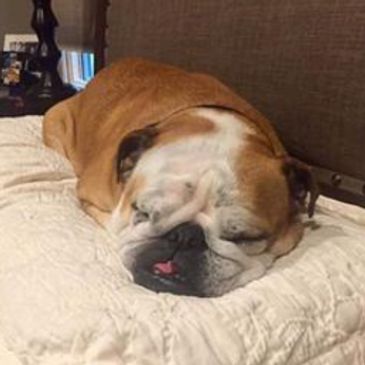 Brown and white English Bulldog sleeping on a pillow, overnights Howell MI