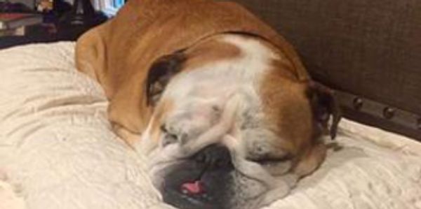 Bulldog sleeping on a pillow, overnight pet care