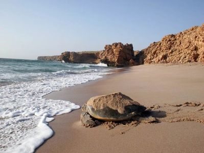 green turtles Oman