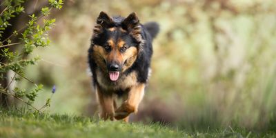 A happy dog running through a grassy field with a blurred natural background.