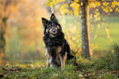 Black and tan dog sitting outdoors with autumn foliage in the background.
